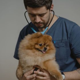 veterinari în Ilfov