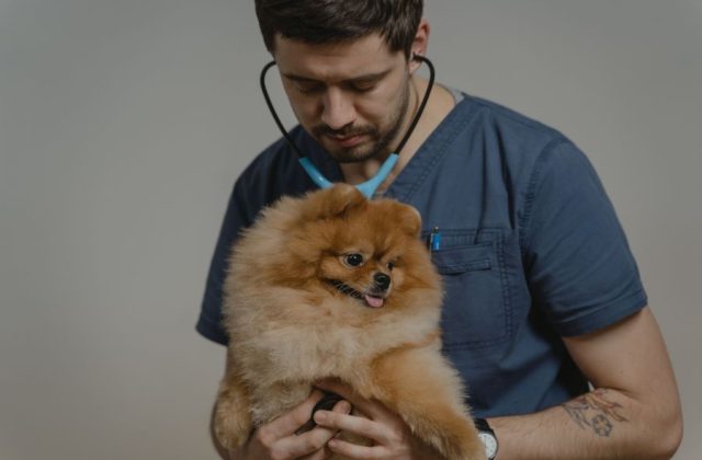 veterinari în Ilfov