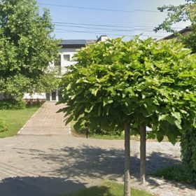 SPCLEP Brănești. Acte carte de identitate, program și contact