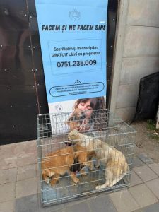 Sterilizări și microcipări gratuite pentru câini în Ilfov. Programul din Măgurele, Voluntari și Berceni