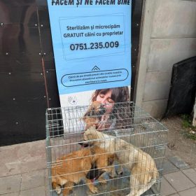 Sterilizări și microcipări gratuite pentru câini în Ilfov. Programul din Măgurele, Voluntari și Berceni