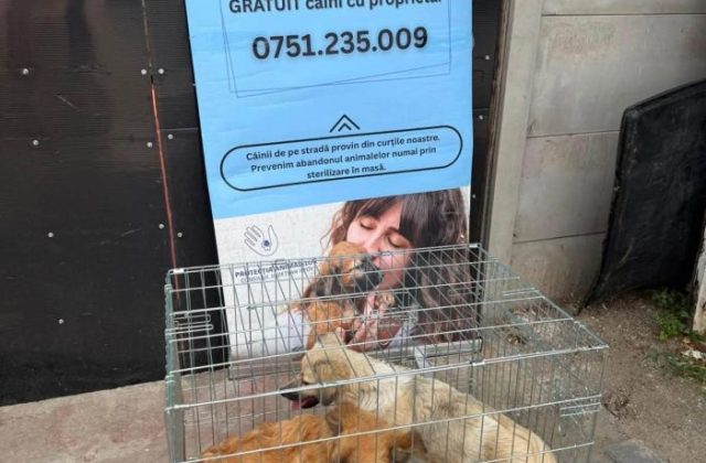 Sterilizări și microcipări gratuite pentru câini în Ilfov. Programul din Măgurele, Voluntari și Berceni