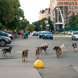 Adăposturi câini și sterilizare în Ilfov 2026