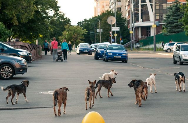 Adăposturi câini și sterilizare în Ilfov 2026