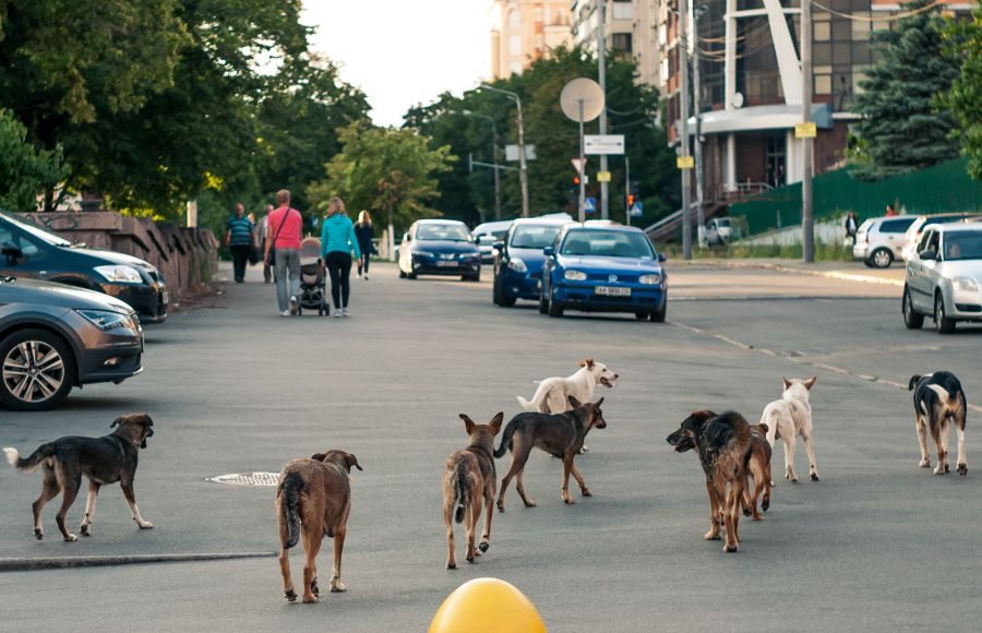Adăposturi câini și sterilizare în Ilfov 2026