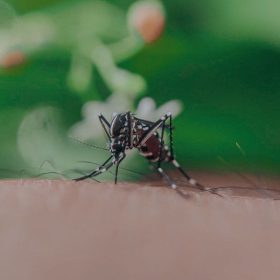 virusul West Nile