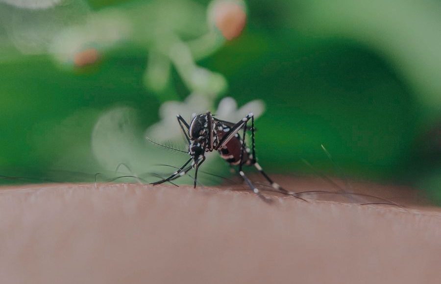 virusul West Nile