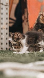 Sterilizări gratuite pentru 300 de pisici în Mogoșoaia Jilava și Domnești