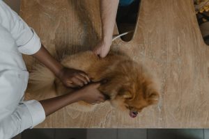 DSVSA Ilfov 2026: sediu, program, contact și servicii pentru cetățeni