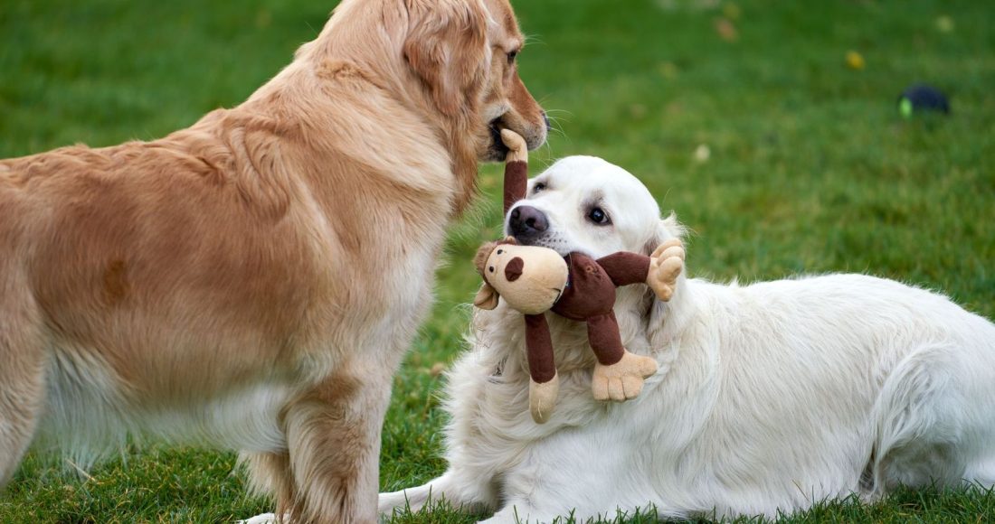 Pawz — The Golden Retriever Land Tunari: program, prețuri și cum rezervi