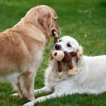 Pawz — The Golden Retriever Land Tunari: program, prețuri și cum rezervi