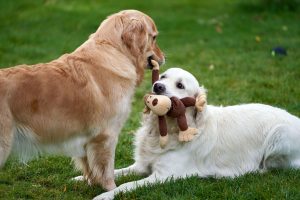 Pawz — The Golden Retriever Land Tunari: program, prețuri și cum rezervi