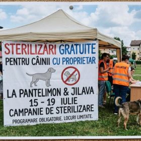 Sterilizări gratuite pentru câinii cu proprietar la Pantelimon și Jilava