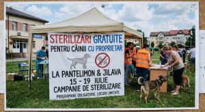 Sterilizări gratuite pentru câinii cu proprietar la Pantelimon și Jilava