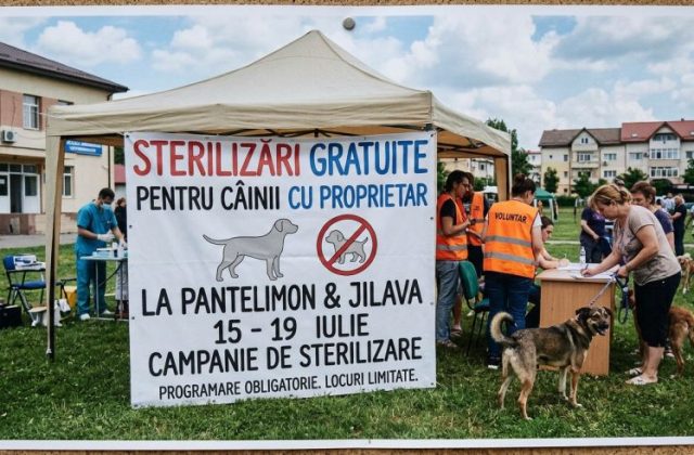 Sterilizări gratuite pentru câinii cu proprietar la Pantelimon și Jilava